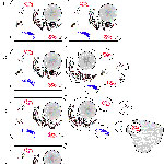 Apoptosi