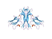 Nerve growth factor